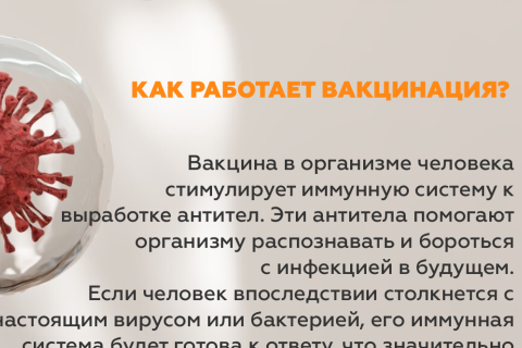 Как работает вакцинация